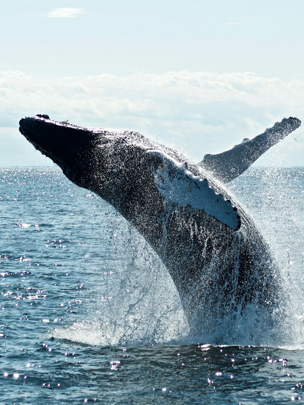 Humpback Migration Encounters